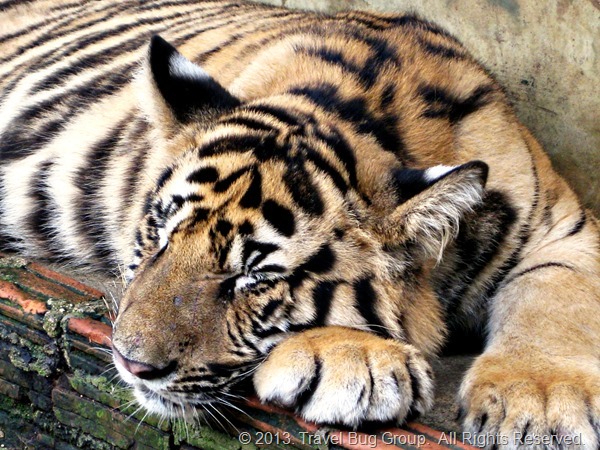 Fuzzy Stripes Ending in Three-Inch Teeth: Tiger Kingdom, Chiang Mai ...